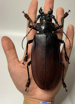 世界最大的昆虫是什么样的？